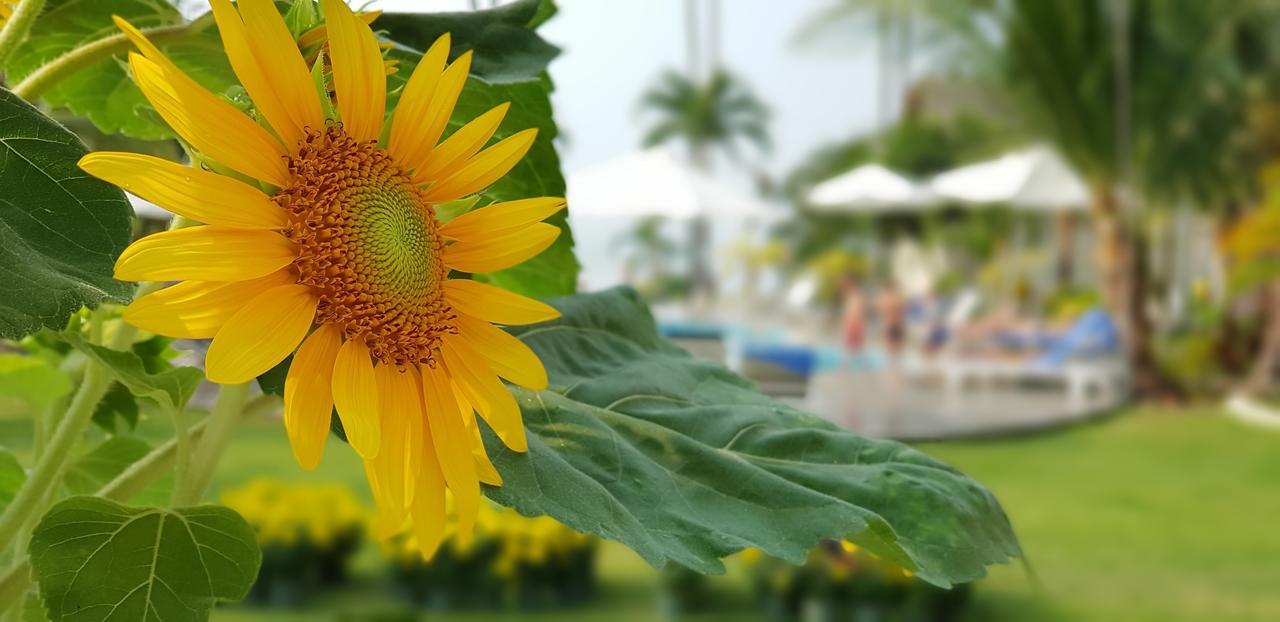 Khu nghỉ dưỡng bãi biển Sun&Sands Mũi Né Ngoại thất bức ảnh